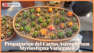 Propagacion del Cactus Astrophytum Myriostigma Variegated [upl. by Lebasile]