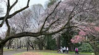 小金井公園 桜開花状況 4月4日木 [upl. by Ashlan]