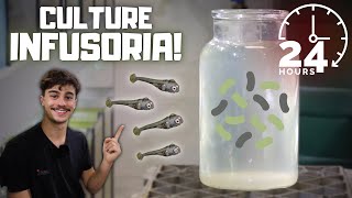 How to Culture Infusoria Easiest and Fastest Methods [upl. by Kemppe]