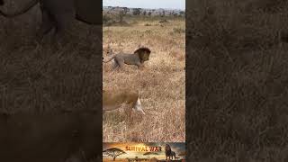 Summary of lion hunting situations 49 [upl. by Bristow]