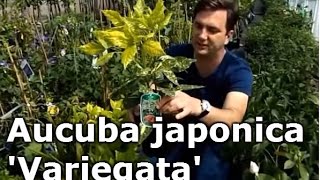 Aucuba japonica Variegata  Előnevelt Tarkalevelű babérsom [upl. by Hereld]