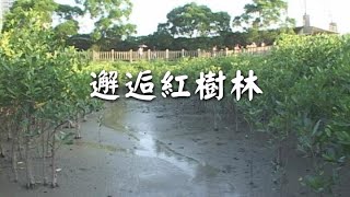 【河口生態】邂逅紅樹林｜人為力量介入對生態的影響 我們的島 321集 20050912 [upl. by Roman306]