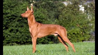 Podenco andaluz  Hogarmanía [upl. by Augy]