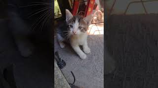 WHOS PEEKING AT ME catland feralcats kittens cats [upl. by Sivel245]