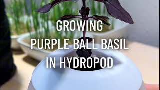 Purple Ball Basil from Seed  Hydropod Review [upl. by Elmajian]