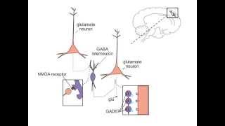 Schizophrenia and NMDA Receptors [upl. by Alethea]