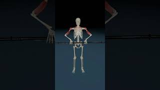 Lift Weights 3d 3danatomy anatomyshorts [upl. by Fae]