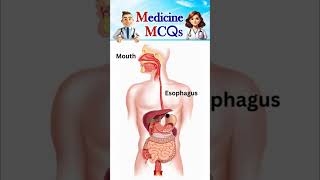 Digestive System  Gastrointestinal Journey  Test your medical knowledge  MCQs [upl. by Edlitam]