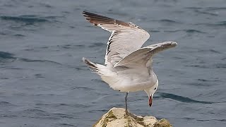 Gaviota de Audouin 2º verano Cuchía [upl. by Nethsa]