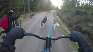 Kickbike mushing  with huskies and mexican hairless dog [upl. by Eadith]