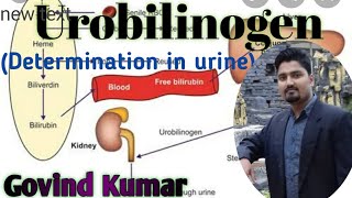 Urobilinogen in urine [upl. by Ainahtan]