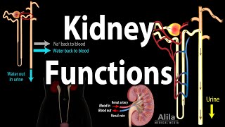 Kidney Homeostatic Functions Animation [upl. by Lamont]