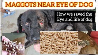 maggots in dog eye  Help dog to remove maggots [upl. by Akinihs]