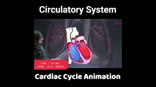 Circulatory System  Cardiac cycle animation  Class11  Biology shorts [upl. by Udale491]