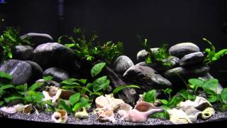 Tanganyikan Cichlids in the Anubias garden [upl. by Lari]