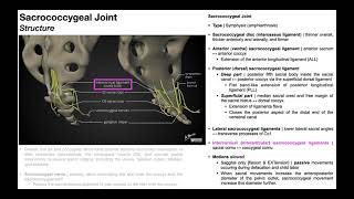 The Sacrococcygeal Joint amp Relevant Muscles Neural Structures [upl. by Palgrave676]