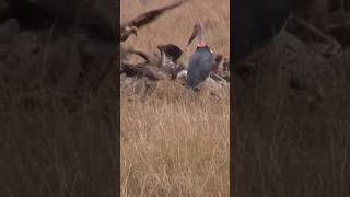 Vultures and Marabù on a carcass Avvoltoi e Marabù [upl. by Alodie606]