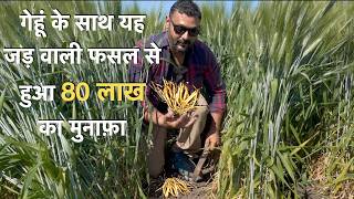 Profitable white Musli farming in india सफेद मूसली multicrop A to Z information [upl. by Shepley17]