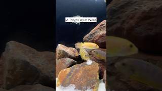 African Cichlid at Work [upl. by Laureen]