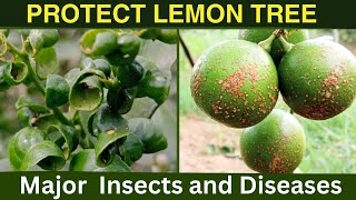 Control Lemon Insects and DiseasesLemon Leaf Curl [upl. by Risteau]