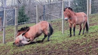 Przewalskis Horses Fighting at Edinburgh Zoo  060223 [upl. by Pettifer]