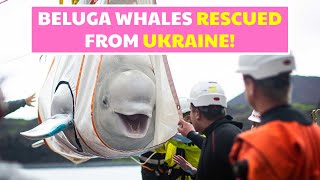 Sneaking Whales Out Of Ukraine Ecosia Plants 200 M Tress amp More Ep 96 [upl. by Aicitel]