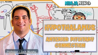 Endocrinology  Hypothalamus Anterior Pituitary Connection [upl. by Ardisi]