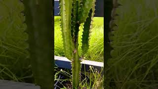 African milk treeEuphorbia trigona gardendesign gardeningideas gardenlandscaping indoorideas [upl. by Georgy]