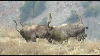 The majestic Markhor  National Animal of Pakistan  wildlife  conservation  wildlife of Pakistan [upl. by Marika45]