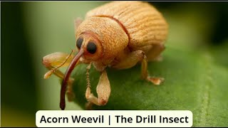 Acorn Weevil  The Drill Insect [upl. by Frazer]