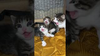 Kitten hissing kitten funny funnycats funnypets funnyanimals fyp cutecat catlover shorts [upl. by Aicerg761]