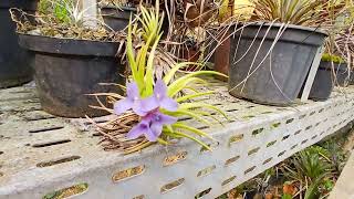 Tillandsia neglecta [upl. by Corinne]