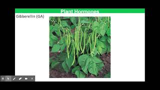 Plant Hormones  Abscisic Acid and Gibberellins [upl. by Eldwen]