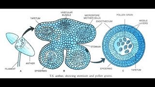 Microsporogenesis  Development of pollen grain  microspore tetrad [upl. by Ayotyal]