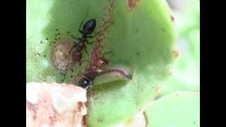 Myrmecophily  Camponotus lateralis attracted by Scolitantides orion [upl. by Gasperoni]