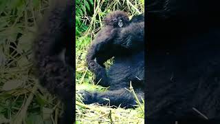 Gorilla mum and baby gorilla share a moment while older baby plays around them [upl. by Ylsel]