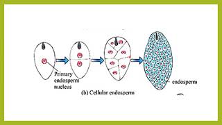 Endosperm development भ्रूणपोष विकास [upl. by Malachy]