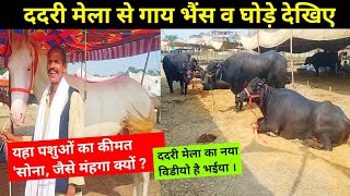 बलिया जिला के ददरी मेला में आए भैंस गाय और घोड़ा देखे  Dadri Mela Ballia  Dadri mela news [upl. by Jeggar]