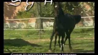 San Giacomo Horses  wwwcavallomanianet [upl. by Steere950]