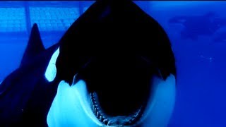 Blackfish How Captivity Affects Killer Whales [upl. by Ahseem]