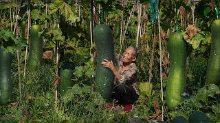 Making winter melon candy with 300 kg of winter melon｜20多斤一個的冬瓜，阿婆摘回300斤，做冬瓜糖，鄰居搶著要｜冬瓜 ｜ 广西 美食 玉林阿婆 [upl. by Crispas993]