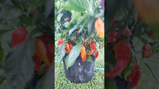 Ghost Pepper Plant [upl. by Eserrehs]