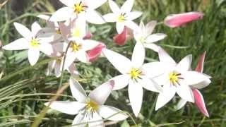 ポール・スミザー Tulipa clusiana Lady Jane チューリップ レディージェーン [upl. by Koffman]