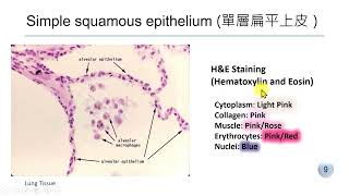 Epithelial Tissue [upl. by Gypsy]