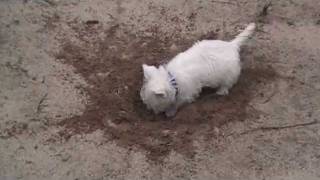 Westie puppies 8 weeks old [upl. by Nnasus]