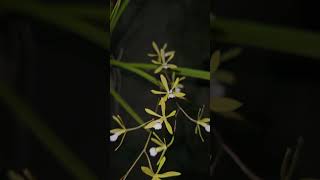 Encyclia linerifolioides orchidgarden nature orchidworld orchids orchidslover [upl. by Dolloff]