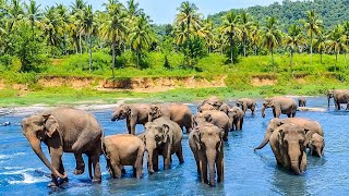 Sri Lankas Incredible Pinnawala Elephant Sanctuary [upl. by Haeel822]