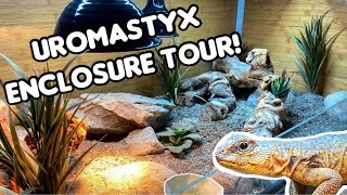 Uromastyx Enclosure Tour  Zen Habitats [upl. by Cony]