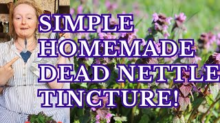 Lets make a super easy Dead Nettle Tincture [upl. by Savill156]