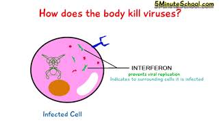 HOW DO INTERFERONS WORK [upl. by Dex]